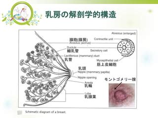 乳腺拡張 (にゅうせんかくちょう)とは【ピクシブ百科事典】